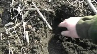 Подсолнечник без пахоты  Часть 1