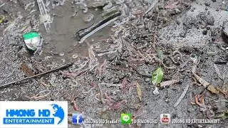 ไส้เดือนแพ้อากาศ - อากาศหนาวทำให้ไส้เดือนตายเป็นเบือ 24/01/2016