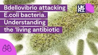 Bdellovibrio attacking E.coli #bacteria | Understanding the 'living #antibiotic'