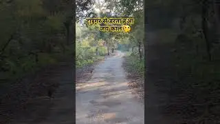 Jackal afraid of Tiger 🐅 | Tiger se Darta hua jackal | Jim corbett #singhaniasafari #jimcorbett