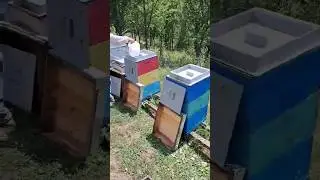 Prihranu pčela