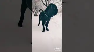 Когда сосед зашол за солью 😂 #нападение собаки#mastino