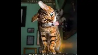 кот и кошка веселые немножко