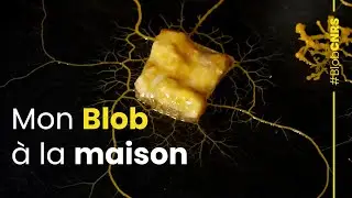 My Blob at Home | CNRS Report