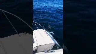 Had some #dolphins following us for ages! 🌊🐬✌🏻