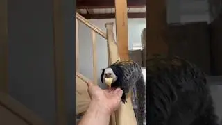 Хотели бы такого Кота?😾😾😾