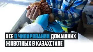 Digitalization has reached animals: Astana veterinary service spoke about chipping cats and dogs