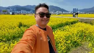 CHERRY BLOSSOM CANOLA FIELD KOREA