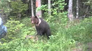 Встреча с Русскими медведями !