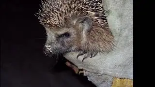 Kierowco,bądz człowiekiem ocal jeża