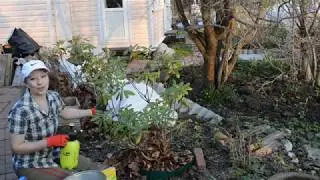 Рододендроны весной: секреты ухода