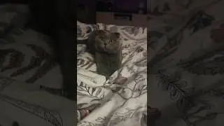 обнаружен постельный клоп🚨 