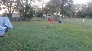 Bob Gailey Orlando Dog Training - K9 Counselor