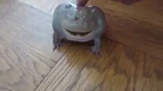 Toad Reeeeee