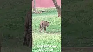 Big Tiger in Vizag Zoo
