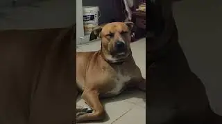 Funny video #dogs #pitbull #desidog