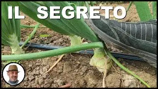 PIEGARE LE CIPOLLE, quando e perchè