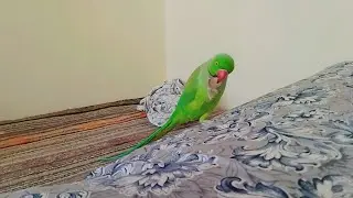 ring neck parrot ka ingor khane ka tarika  / ring neck parrot / green parrot