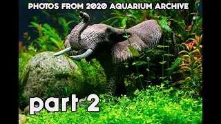PHOTOS FROM 2020 AQUARIUM ARCHIVE part 2 (2020 Arşivden Akvaryum Fotoğrafları2)
