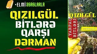 🌹 Qızılgül  bitlərə qarşı mübarizə |   Yaprak bitleri için ilaç  #bitkicilikalemi  #bit #aphis