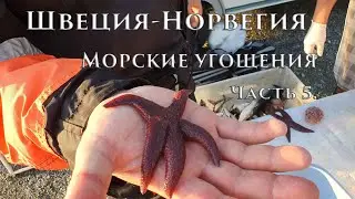Швеция Норвегия. Часть 5. Морские угощения
