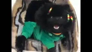 Jammin vine