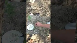Finds Gold nuggets underfoot #find #news #treasure