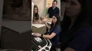 УЗД, кіт, Зоолюкс  #veterinarian #vet