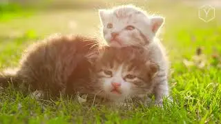4K Ultra HD relaxing video Cats And Kittens Кошки и котята🐱💤