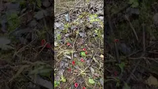 Саркосцифы 2апреля 2023