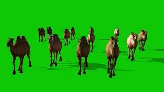 Bulk Camel Walking Front View in Place | HD Free Green Screen Wild Life Animal Animation