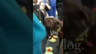 Радостный лабрадор