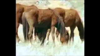 Doğada Atlar Bölüm 1 [Tükçe Belgesel] wild wild world of animals