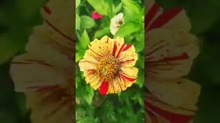 Август до сих пор радует теплом и цветами!