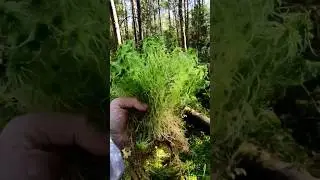 😍Добыча из леса. Мох сфагнум 
