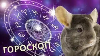 Шиншиллячий ГОРОСКОП. Знаки зодиака ШИНШИЛЛ💖🌌