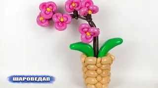 Orchid of balloons