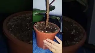 Фикус туралы