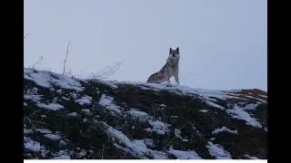 Волк. На лоне природы.