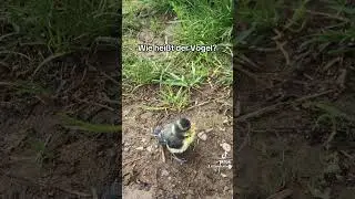 Wie heißt der Vogel?