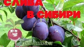 Слива  в Сибири
