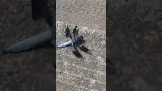 Really neat blue dragonfly