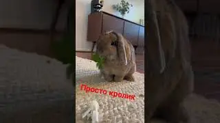 Просто кролик жуёт травку 