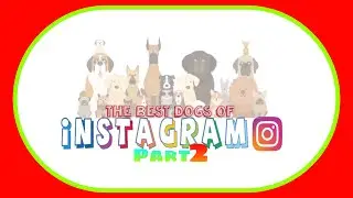 Best Dogs Of Instagram PART 2