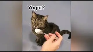 Food Test con mi Gata! (TE SORPRENDERÁ)