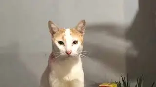 Arorodi Cat Fam 😻