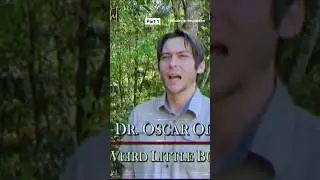 old news special about bug kissing man  #newsbulletin #90s #bugs #wtf