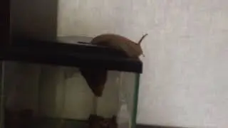 Побег из ...