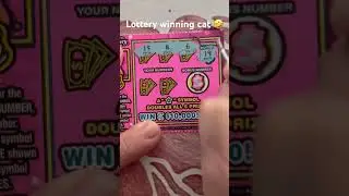 Cat winning the lottery on scratch off tickets #scratchers #fun #scratchofftickets