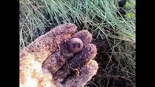 Конёво 2